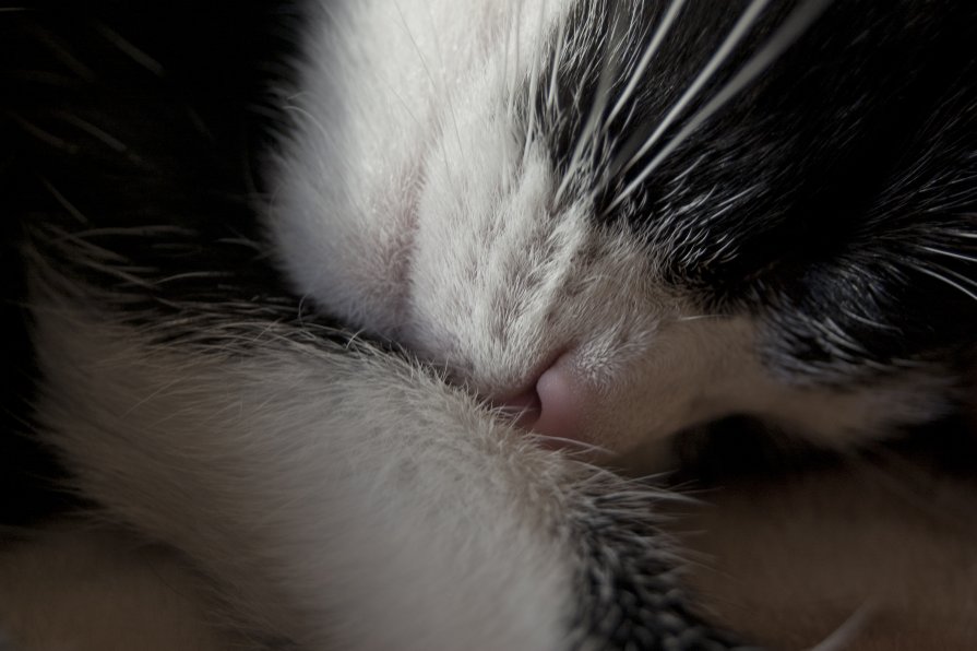 сладко спящая кошка - vik zhavoronka