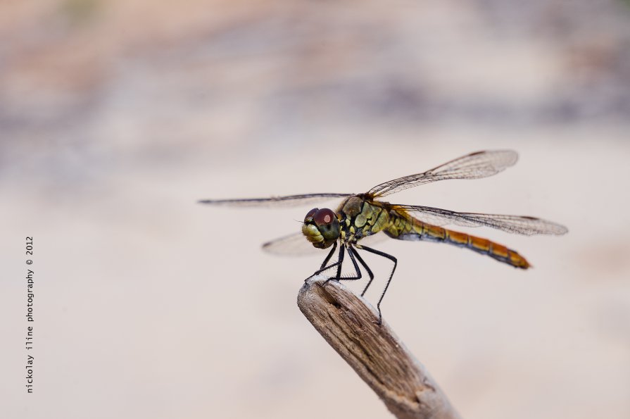 dragonfly - Николай Ильин