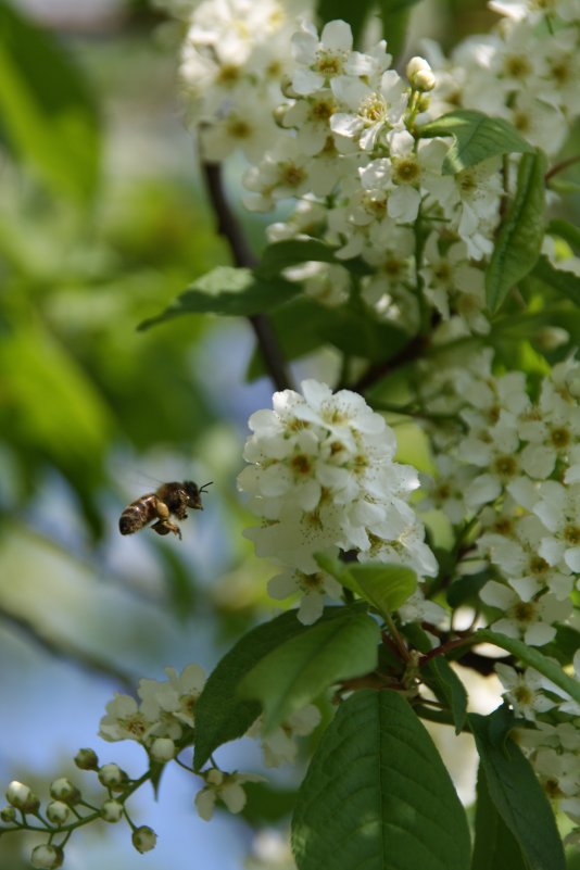 Пчелка - Наталья Лузинова