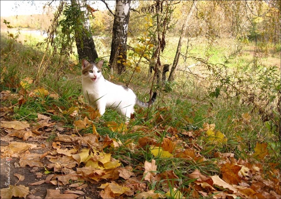 Осенний кот... - Лена L.