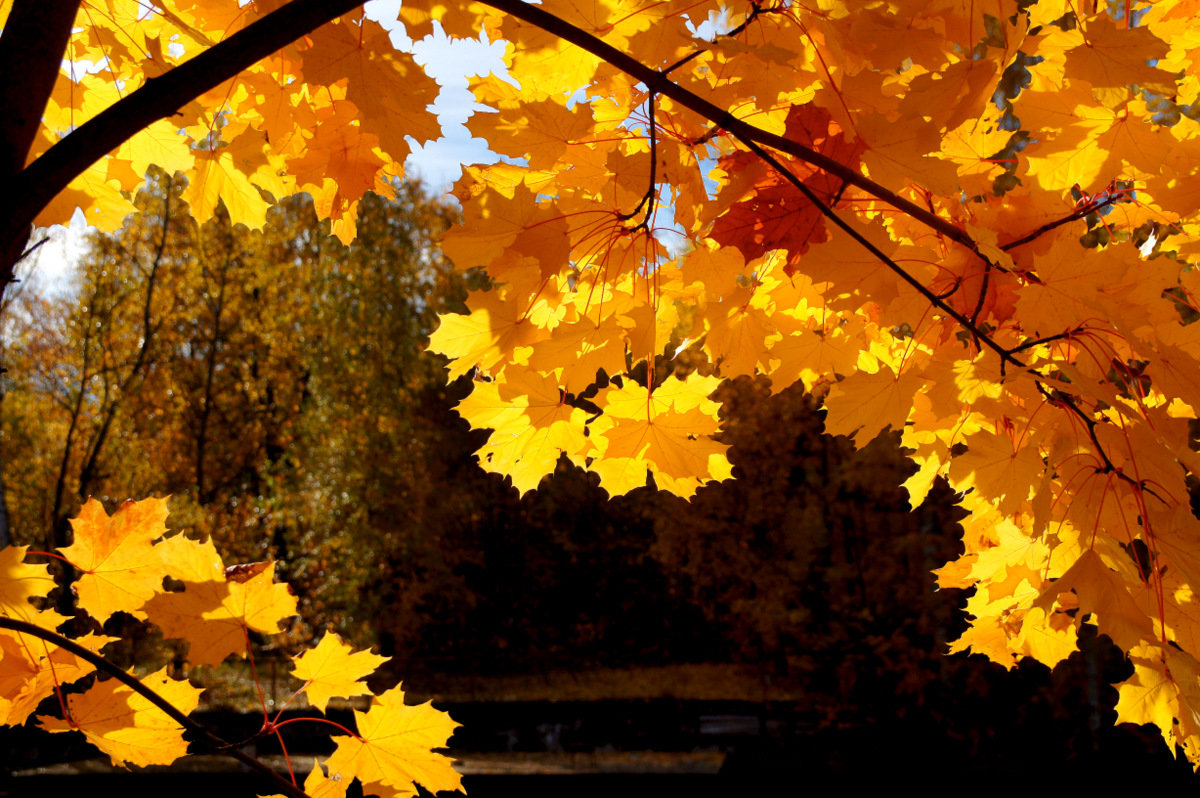 Красивые осенние падающие листья