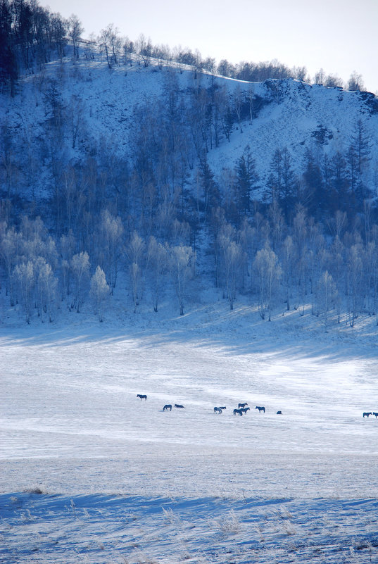 пейзаж с лошадьми - Максим Ахпашев