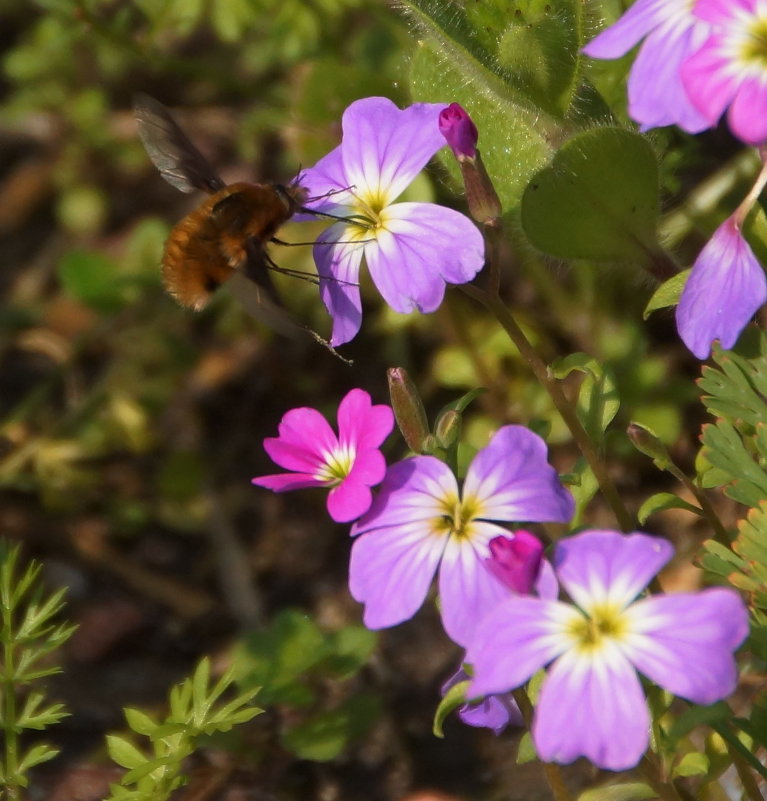 дикая пчела в полете во время сбора нектара с цветка - Елена Мартынова