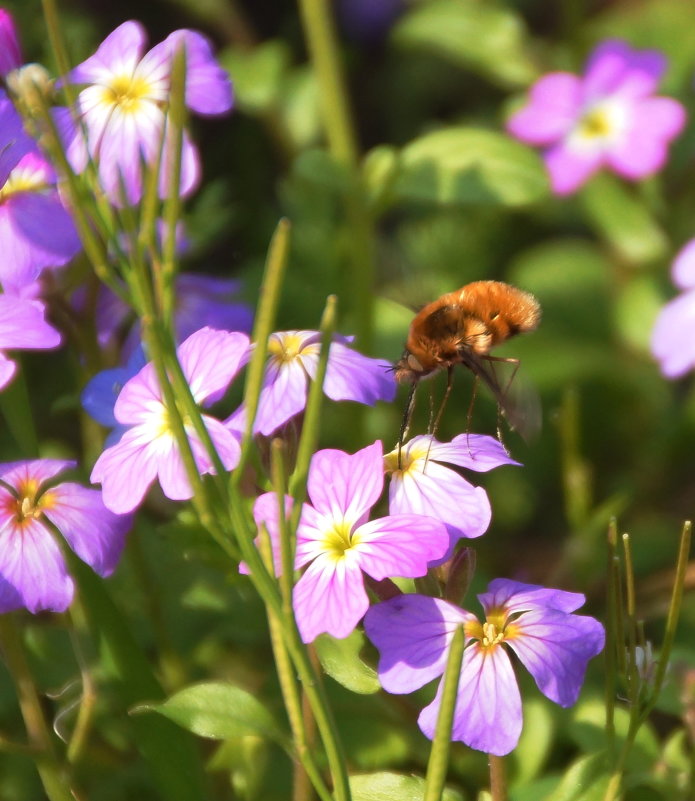 дикие пчелы уже собирают нектар с цветков в садах.Весна.) - Елена Мартынова