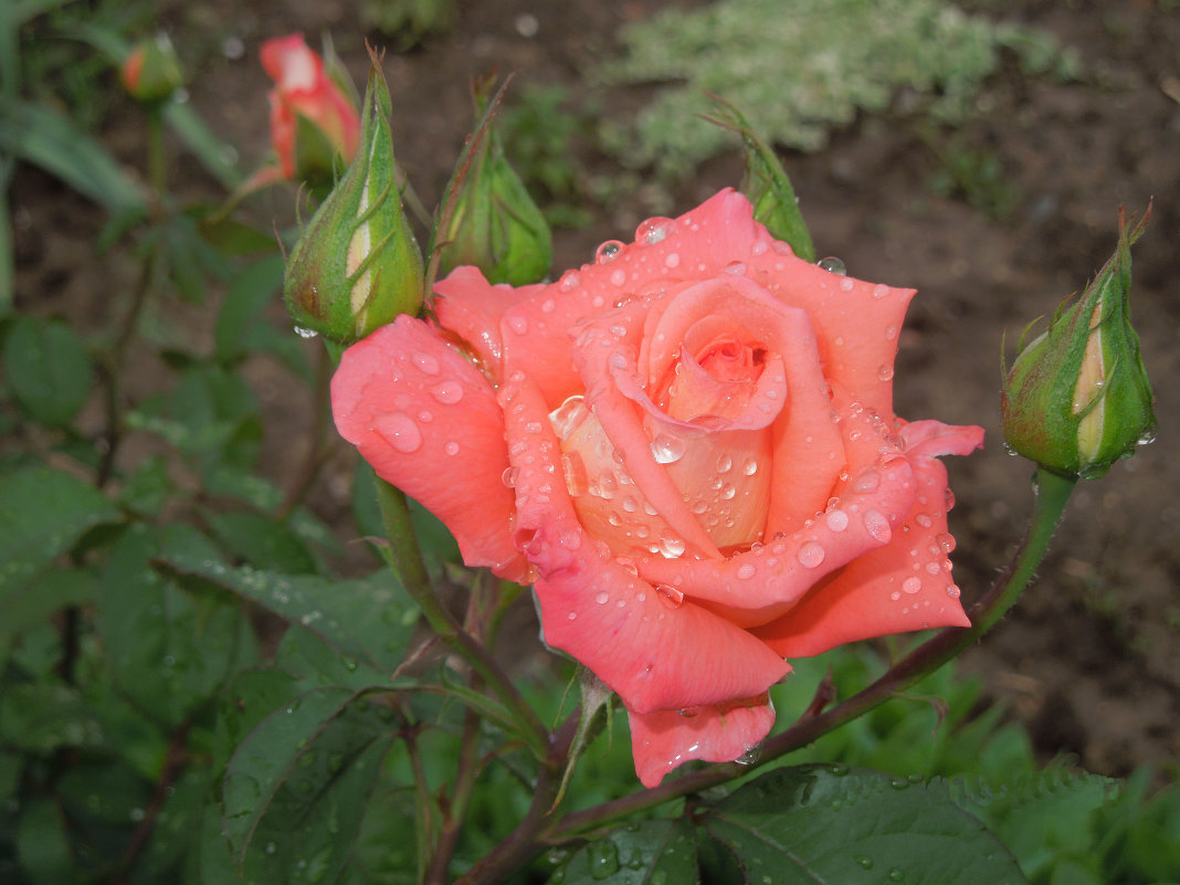 розы в нашем саду - Наталья ......