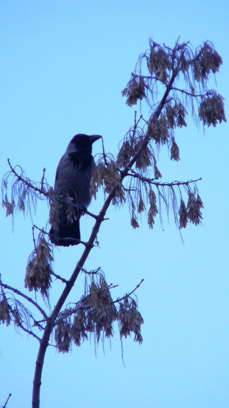 Crow - Дарья Акимов