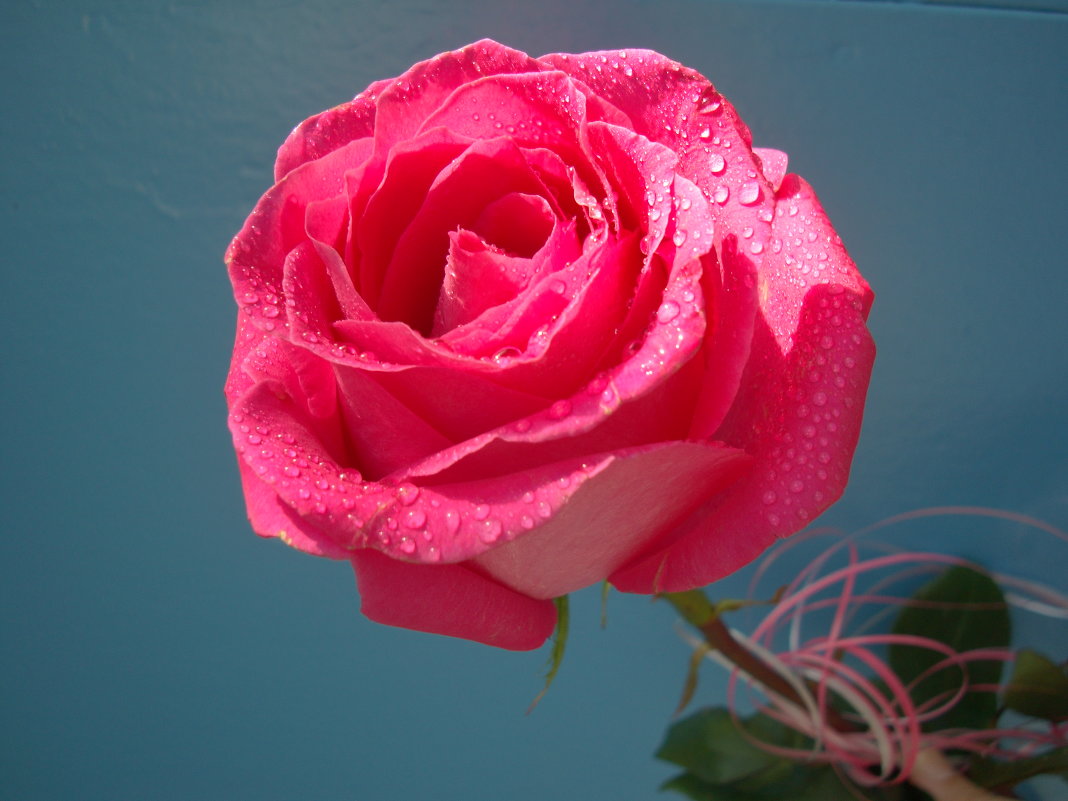 роза - александра стаднюк