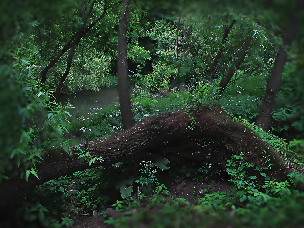 Лесной ручей - Константин Беляев