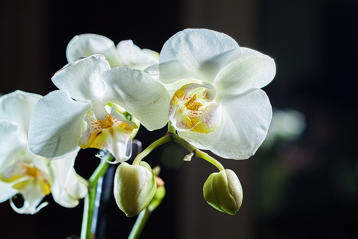 орхидея цветет - Константин Диордиев