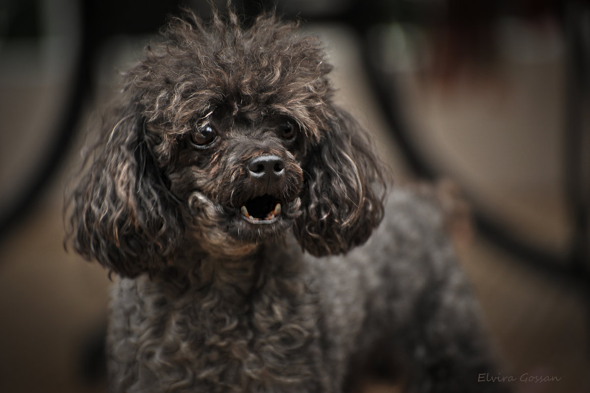 Le chien - Elvira Martinova