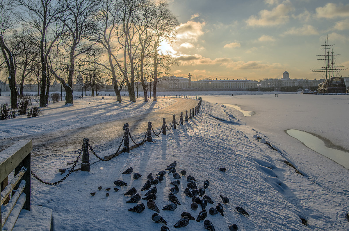 Голуби на снегу - Valeriy Piterskiy