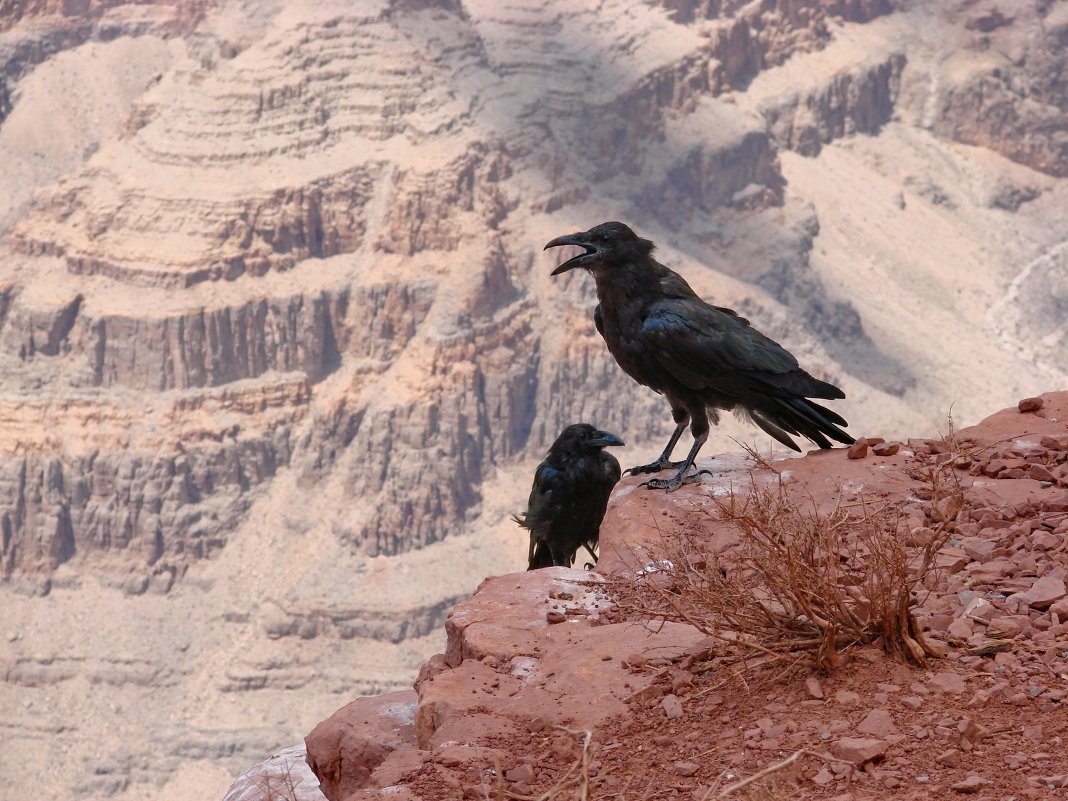 вороны Великого каньона - Ingwar 