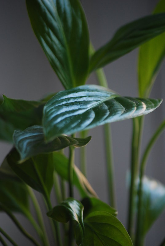 Plants - Ekaterina Morozova