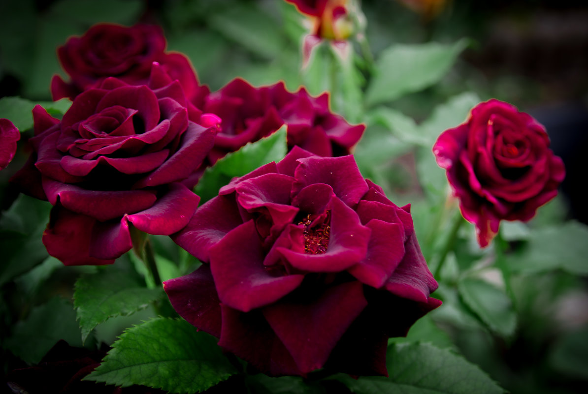 Бархатные розы - Dororo Прасолова