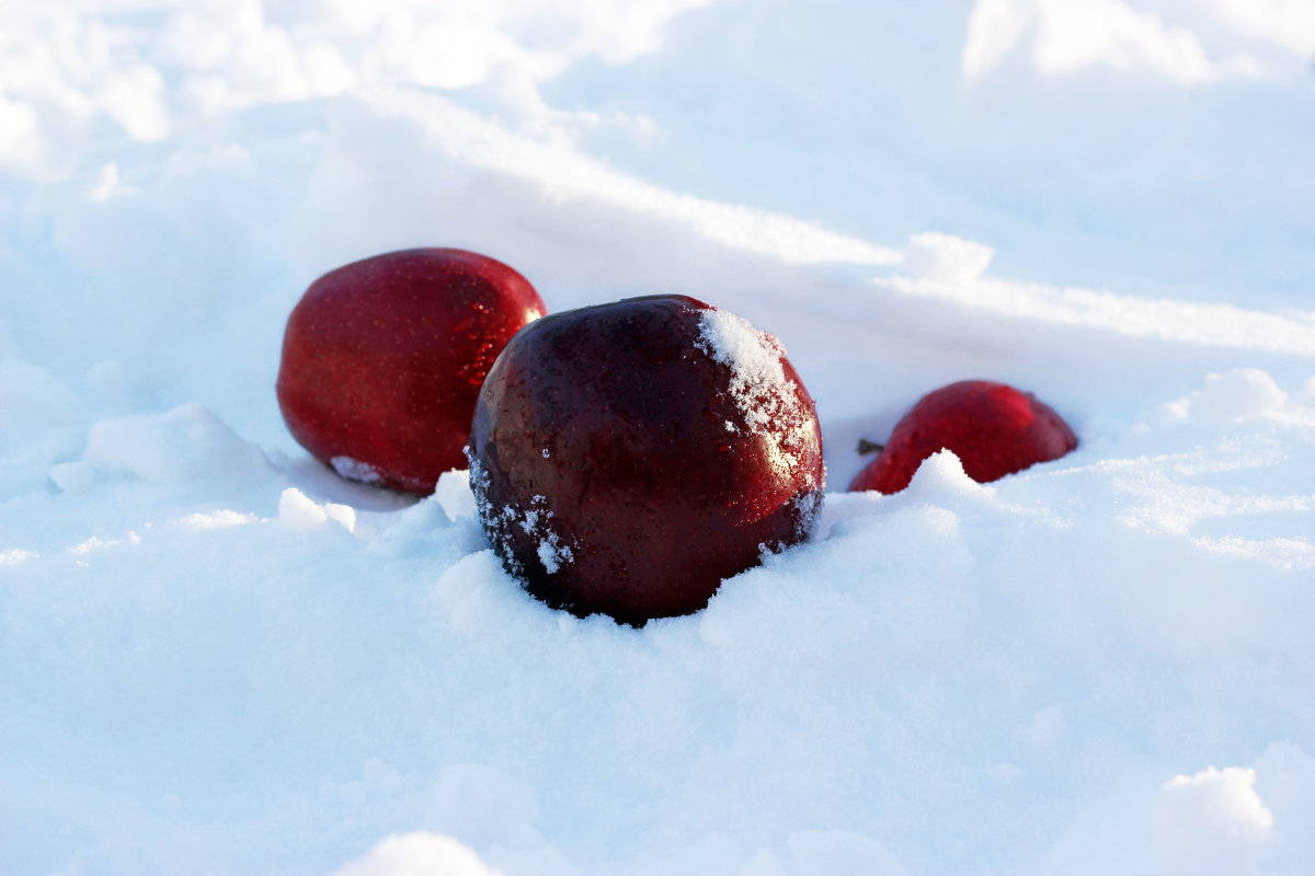 Яблоки на снегу) - Леся Прокопенко