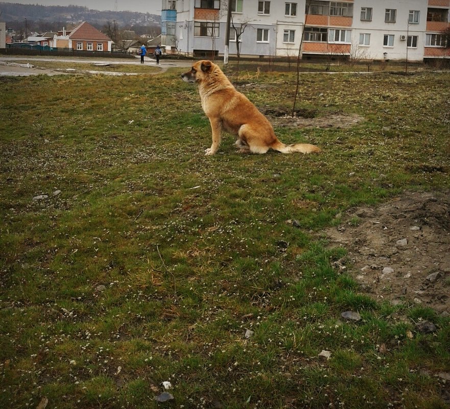 рыжик - Юлия Закопайло