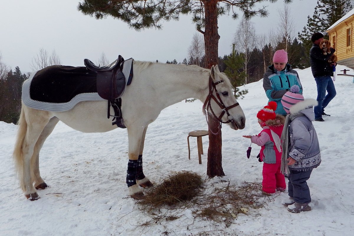 Дети и белая лошадь - Сергей Комков