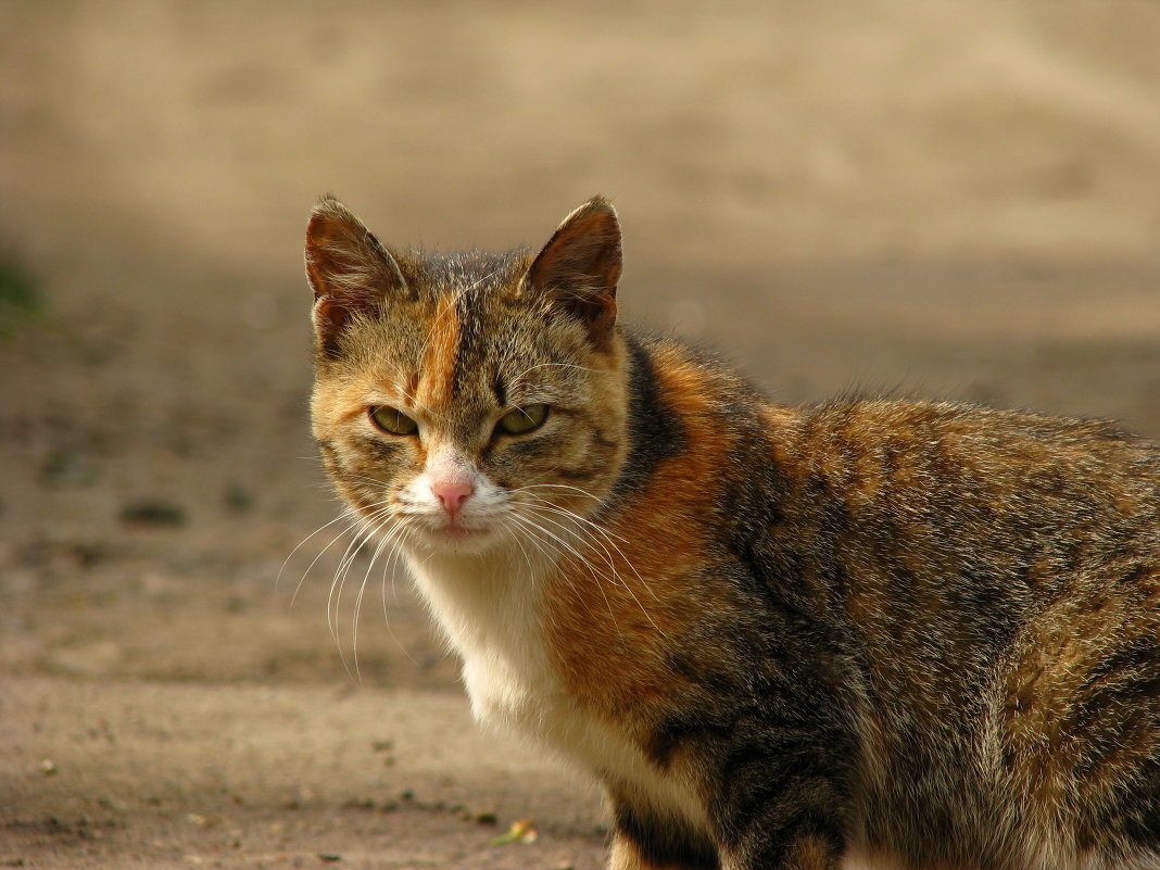 Кот - Толя Толубеев