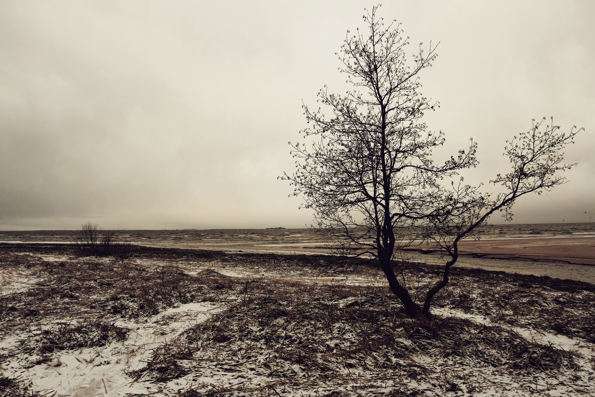 Одинокое дерево на берегу Финского залива - Даниил Кафтырев