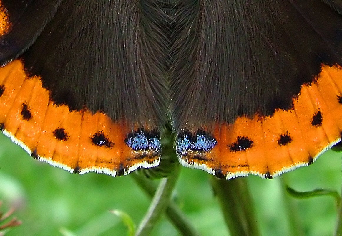 Бабочка Адмирал (Vanessa atalanta L.), макро - Генрих Сидоренко