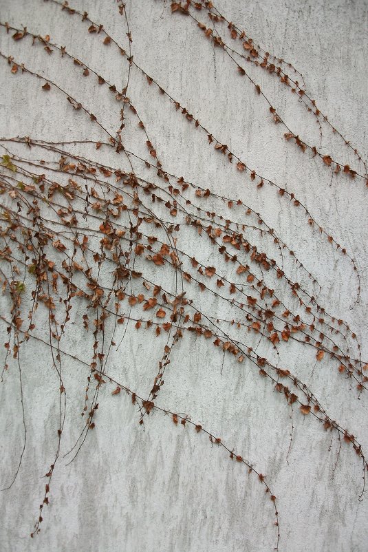 Графика сухих листьев на стене - Natasha Chevtchenko
