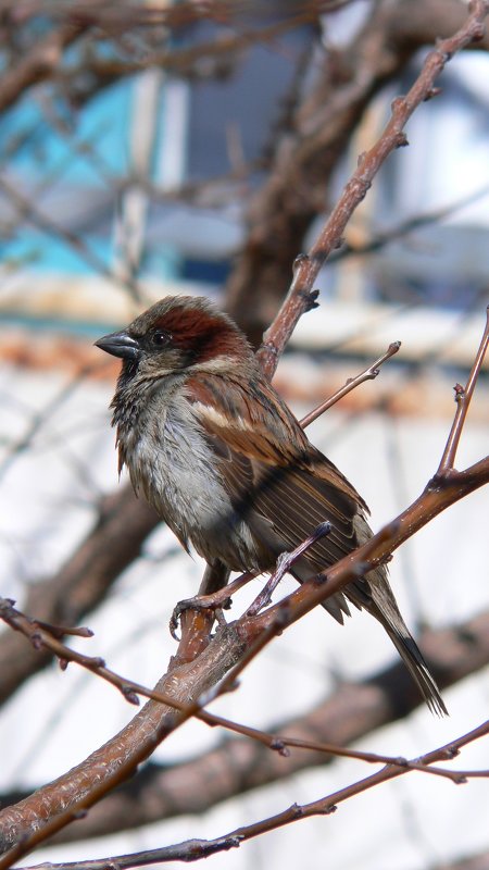 Sparrow - Дарья Акимов