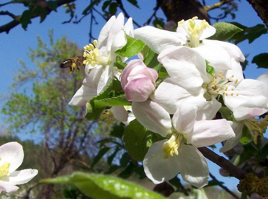 пчела и яблоневый цвет - Галина Pavel