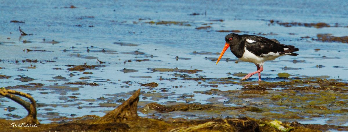 oystercatcher - Светлана Шакирзянова