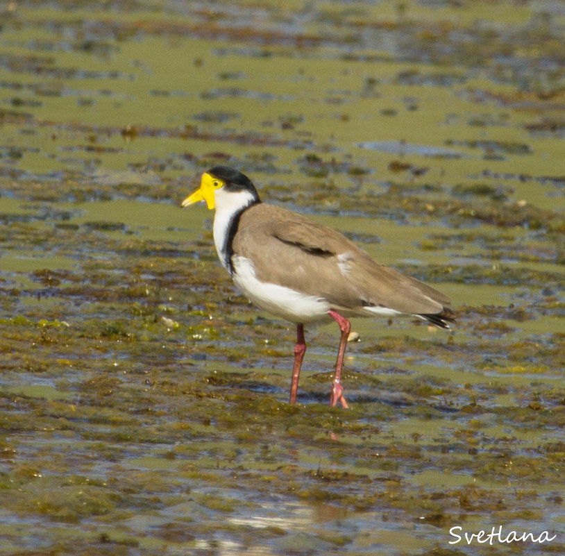 spur-winget plover - Светлана Шакирзянова