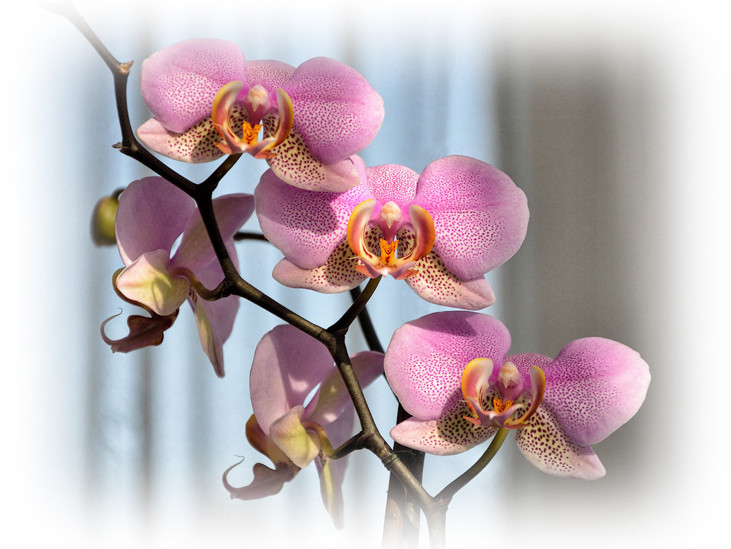 Орхидеи - Boris Alabugin