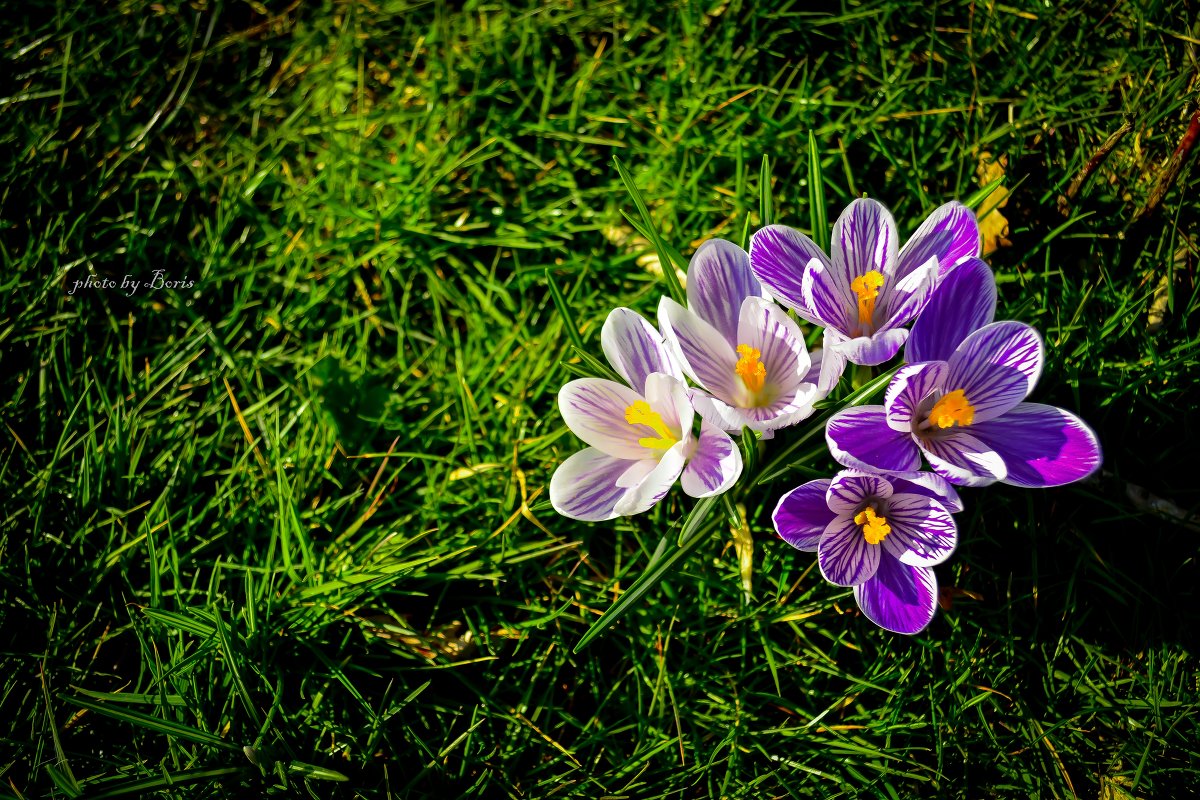 spring flowers - Борис Б