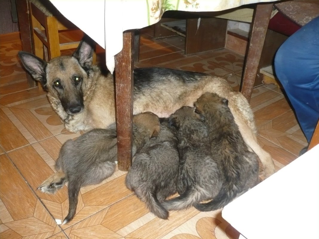 мама и щеночки - машенька алексеева