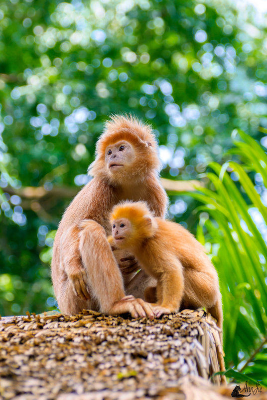 Mother and Son - AnnJie Barc