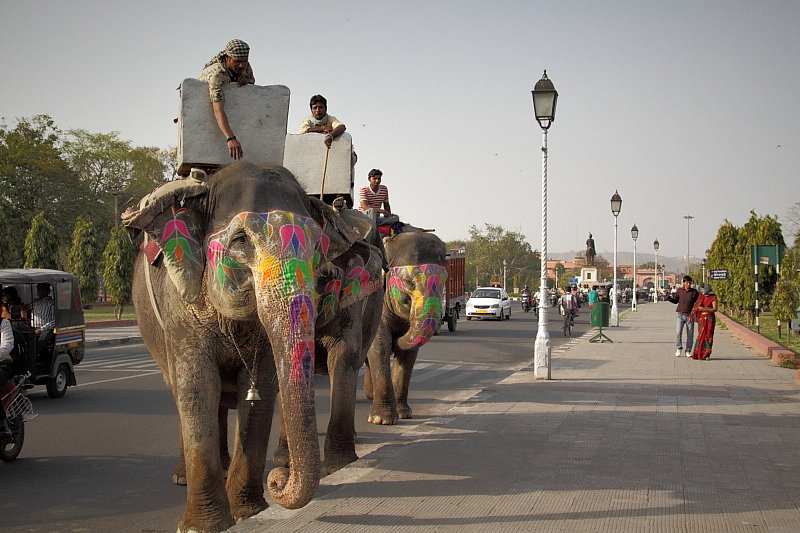 Слоны на улицах Джайпура... - Игорь 