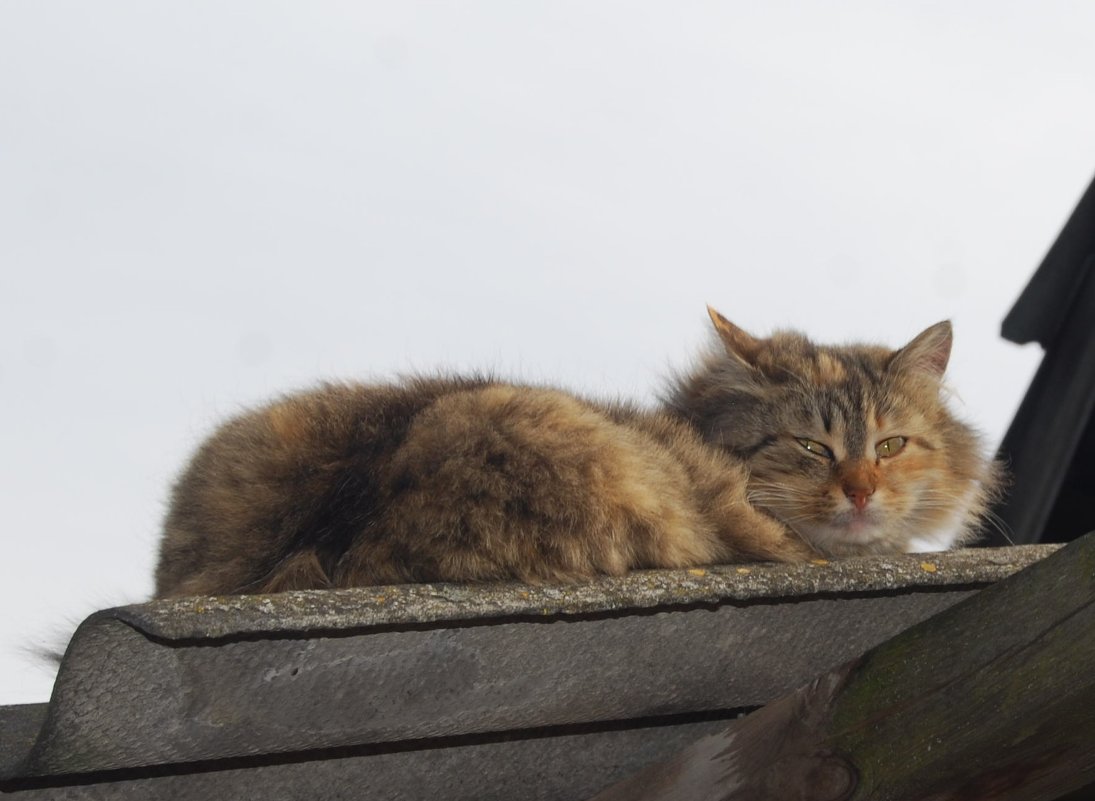 Кот на крыше 2 - Анна Чигряй