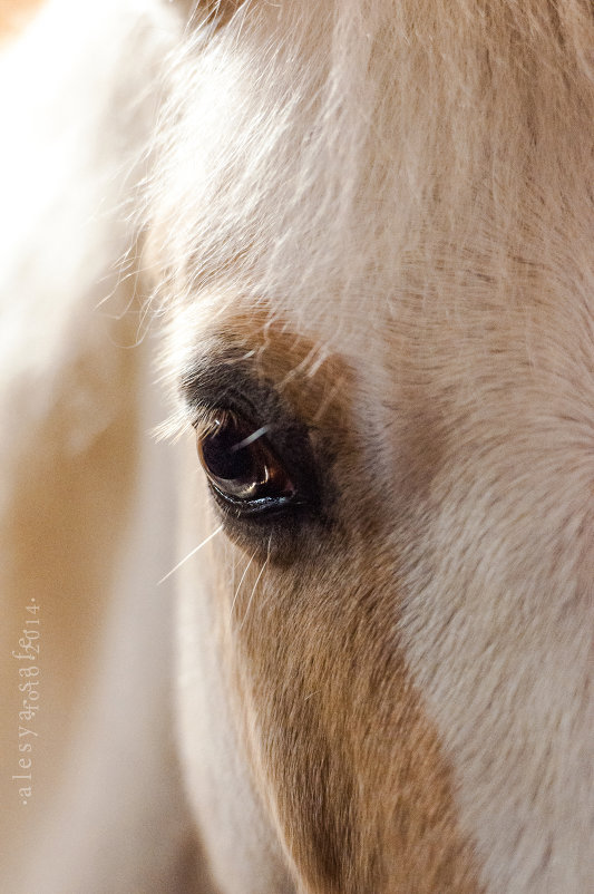Одно лишь прикосновение к телу лошади может заменить тысячу слов - Alesya Safe