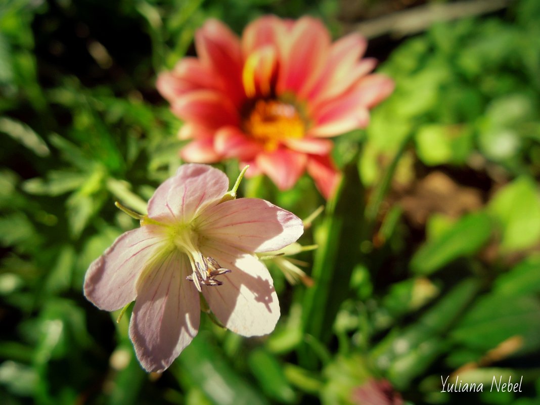 Цветочки - Yuliana Nebel