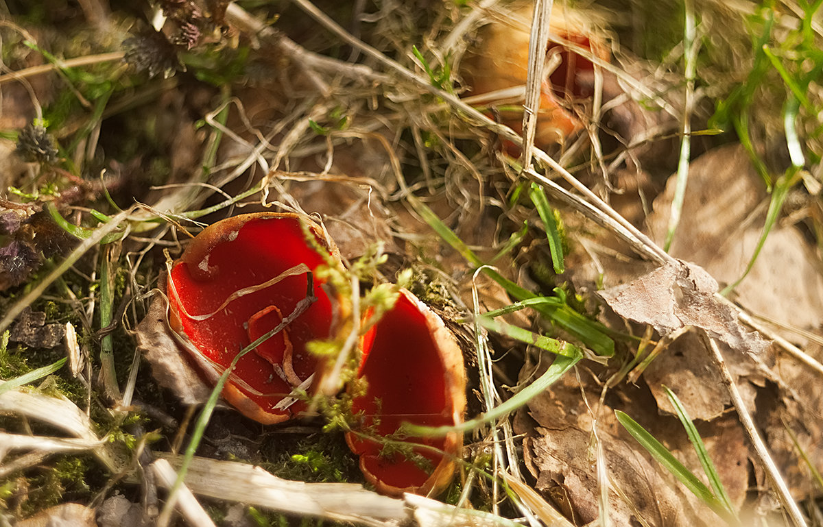 ...грибы...весенний лес... - Андрей Гр