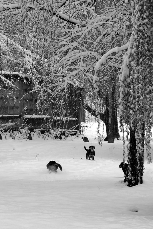 опять зима,собаки торжествуют... - "Наиль Батталов