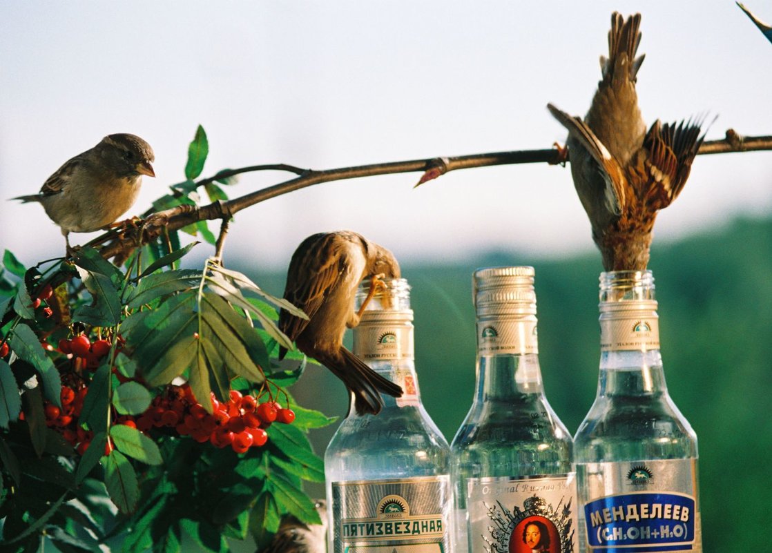 Пьяные птицы