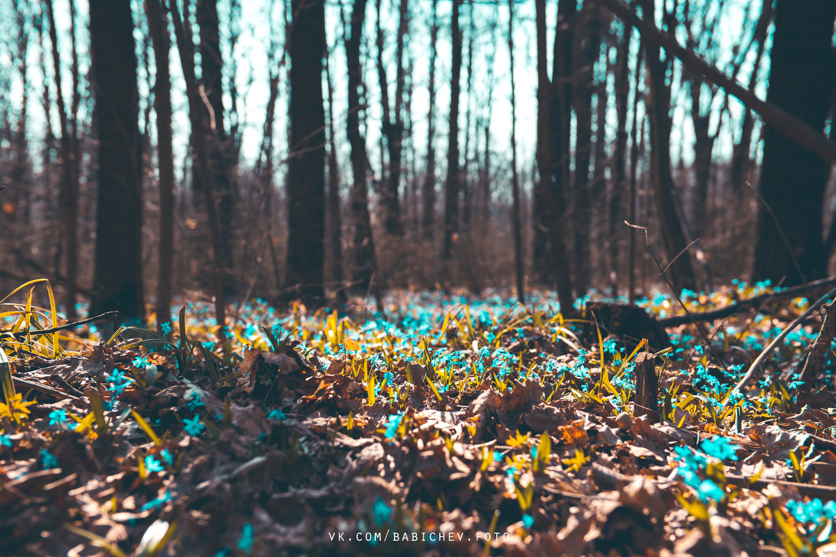 first flowers in forest - Сергей Бабичев