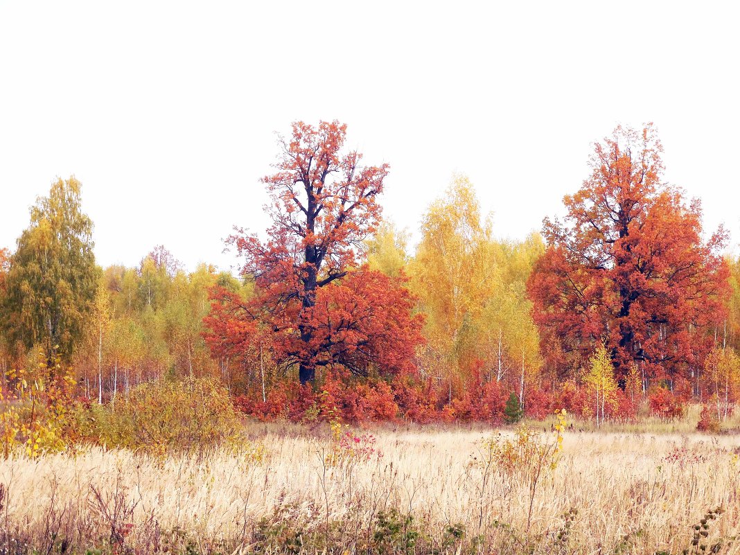 Золото осени - Николай Реснин 