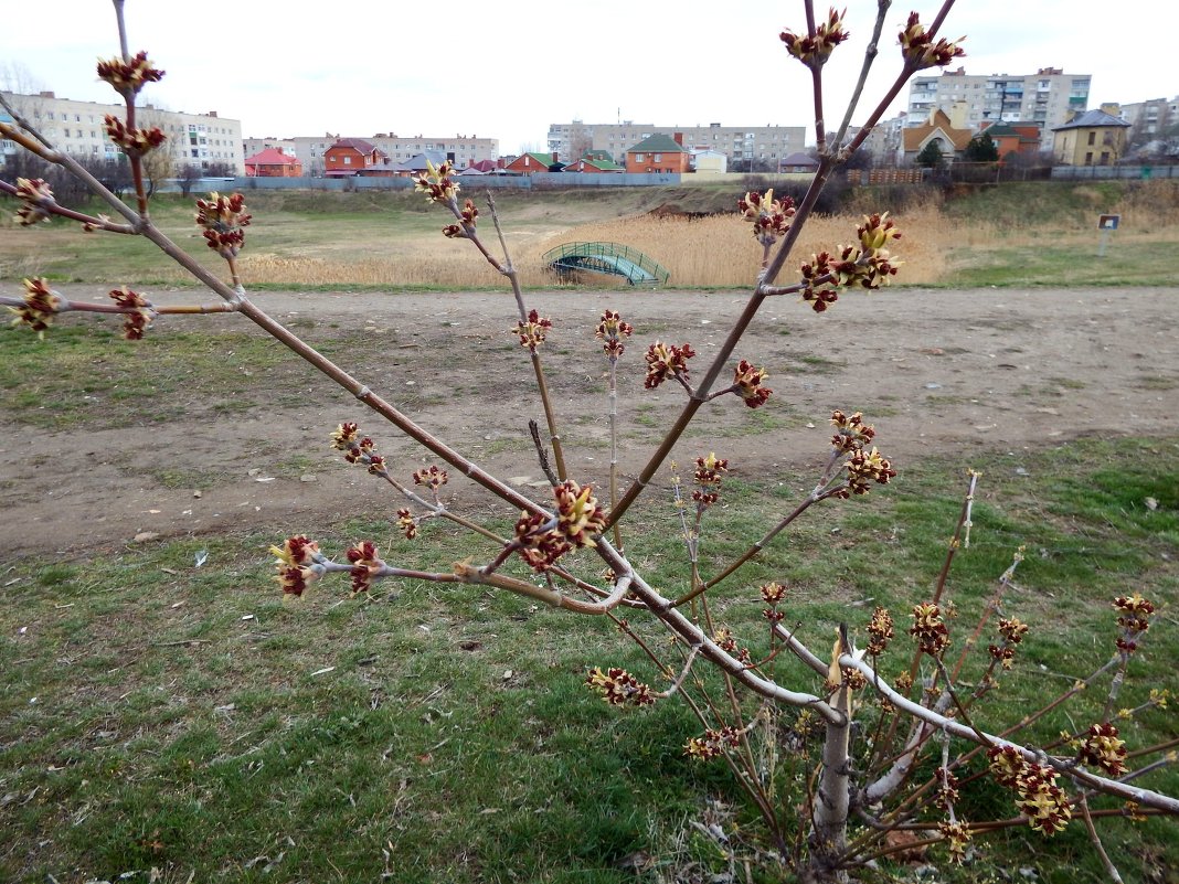 Весна в городе - Marina Timoveewa