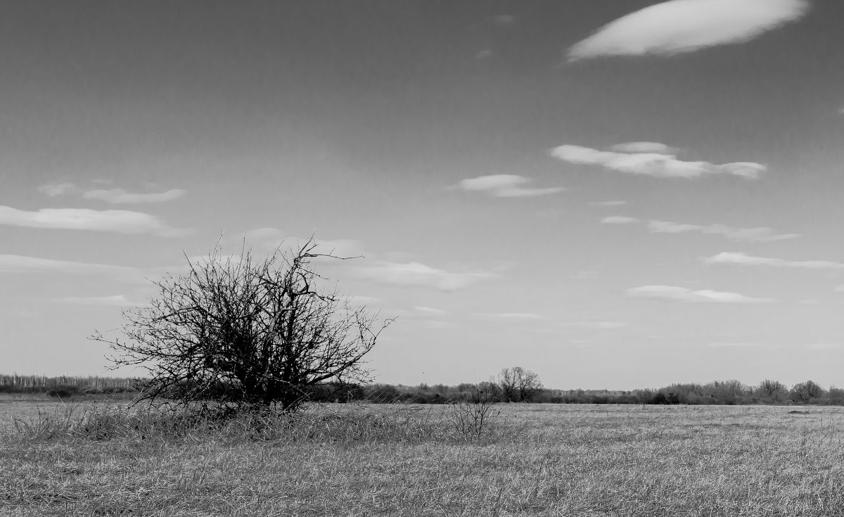 Одинокое дерево - Геннадий Хоркин