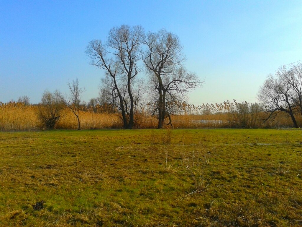 на лугу - Юлия Закопайло