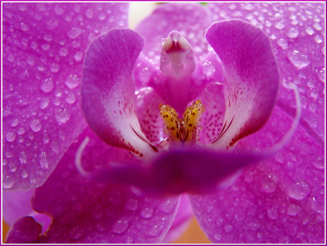Цветок простой. Орхидея домашняя - Владимир Гилясев