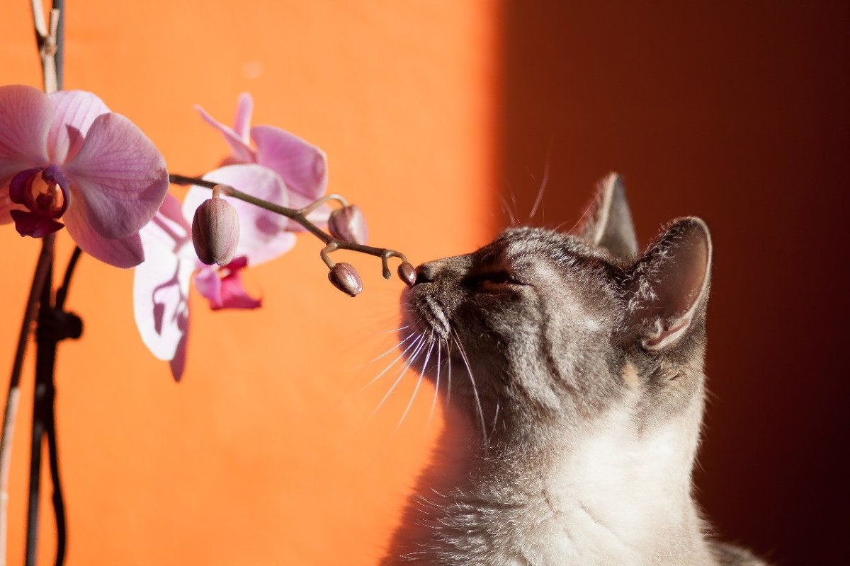 Кошка нюхает цветы - Pacha Fader