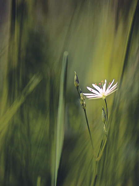 ...цветок,затерянный в траве.. - Галина Юняева 