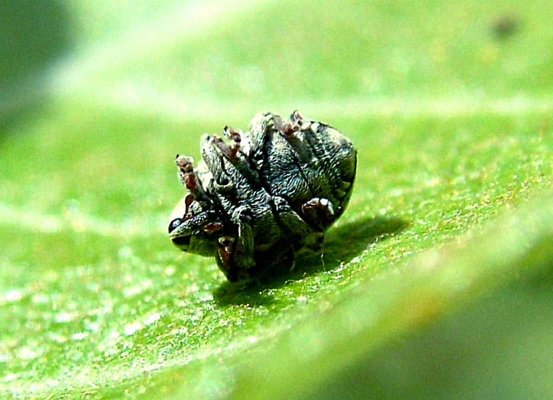 Жук - пилюльщик ( Currimopsis  setigera) - Генрих Сидоренко