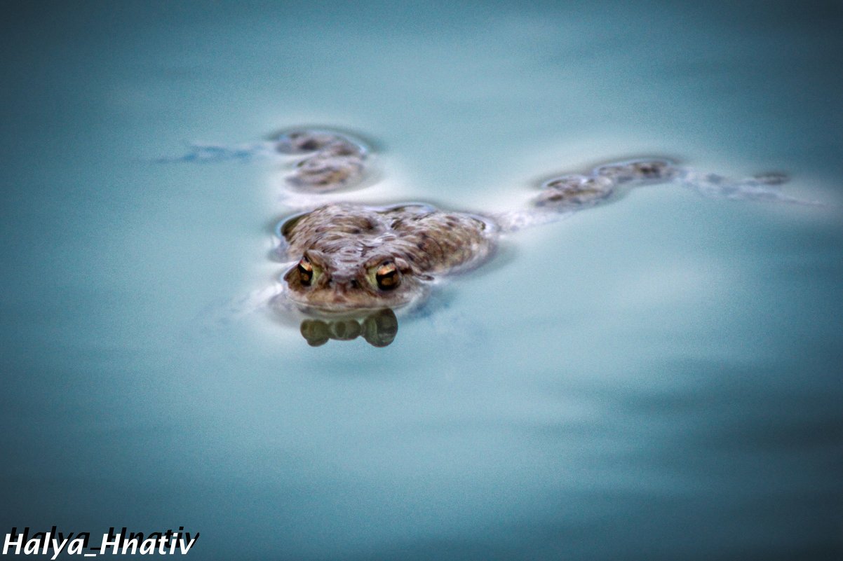 жаба в озері - Halyna Hnativ